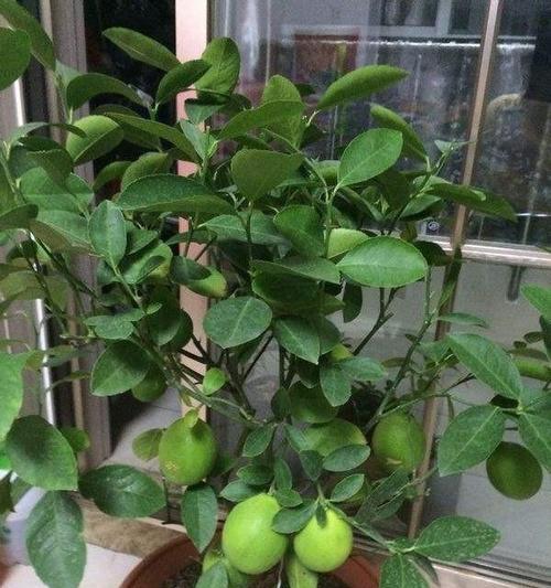柠檬树一年开几次花？如何确保花开不断？