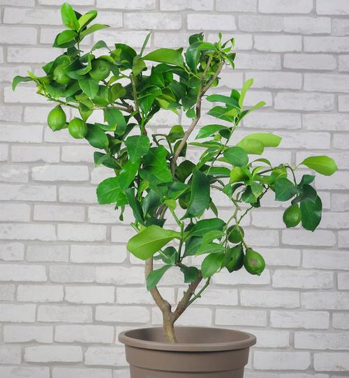 柠檬树用什么肥料好？如何根据季节选择合适的肥料？