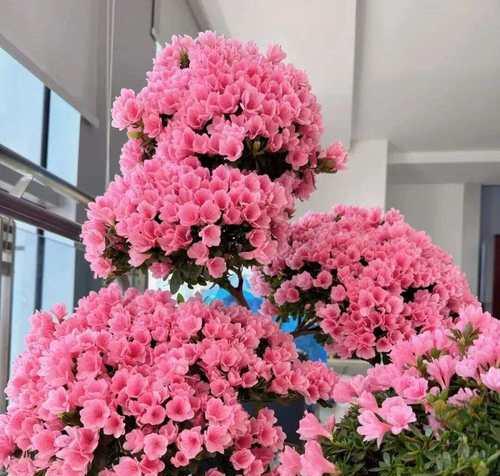 塑料袋在花语中代表什么？花语中塑料袋有何象征？