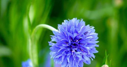 塑料袋在花语中代表什么？花语中塑料袋有何象征？