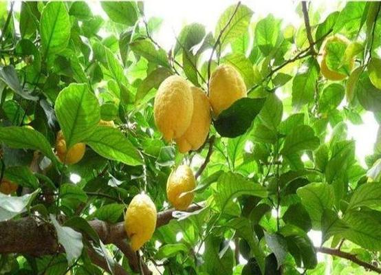 柠檬树用什么肥料好？如何根据季节选择合适的肥料？