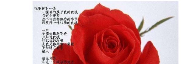 河马的玫瑰花语代表什么含义？