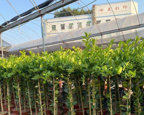柠檬树有毒吗？室内养护柠檬树需要注意什么？