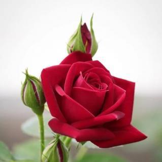 河马的玫瑰花语代表什么含义？