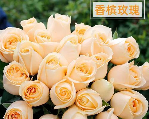 24朵香槟玫瑰的花语是什么？代表了什么情感？