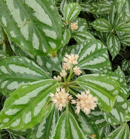 草叶花的花语有哪些含义？如何用草叶花表达爱意？