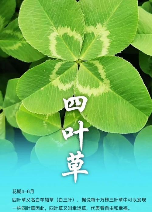 草叶花的花语有哪些含义？如何用草叶花表达爱意？