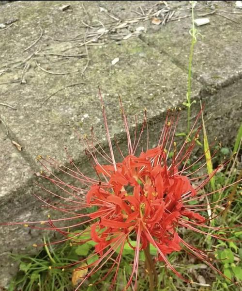 思念的花语是什么？哪种花代表思念？