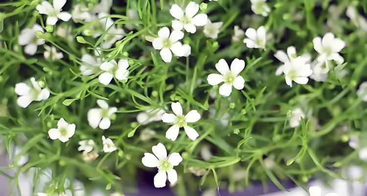 思念的花语是什么？哪种花代表思念？