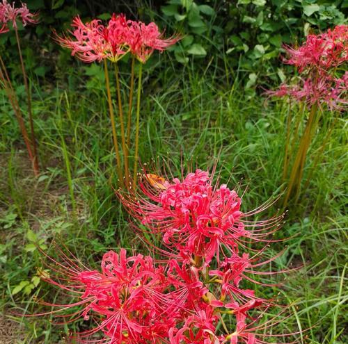 思念的花语是什么？哪种花代表思念？