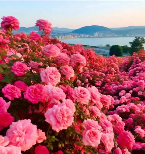 表达独一无二爱情的花语是什么？哪种花代表？
