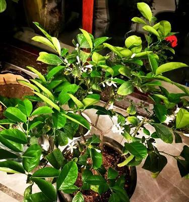 浇花时使用柠檬水好吗？植物能接受柠檬水吗？