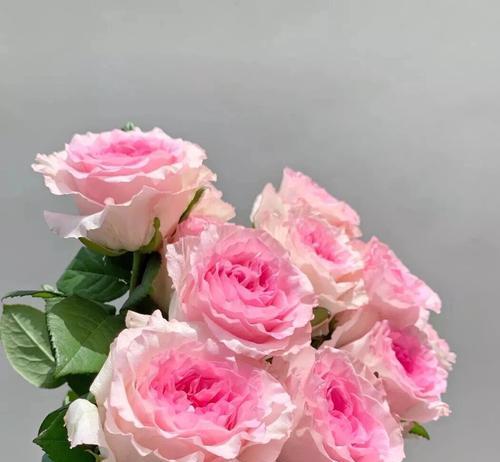 雾粉色玫瑰花语有何特别之处？它代表了什么情感？