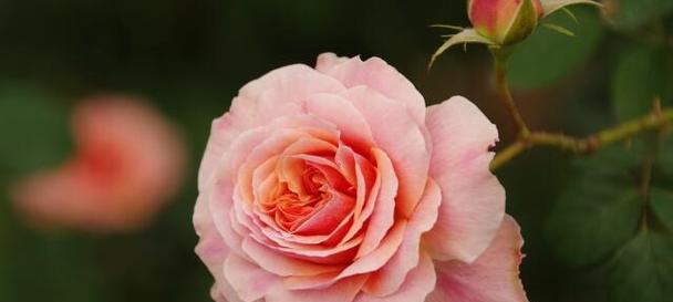 雾粉色玫瑰花语有何特别之处？它代表了什么情感？