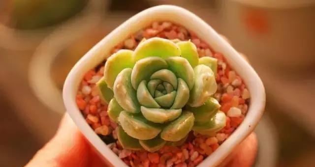 柠檬水浇多肉植物好吗？正确浇水方法是什么？
