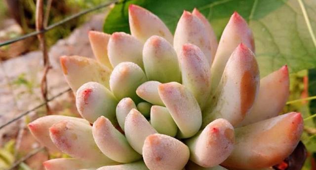 柠檬水浇多肉植物好吗？正确浇水方法是什么？
