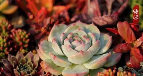 柠檬水浇多肉植物好吗？正确浇水方法是什么？