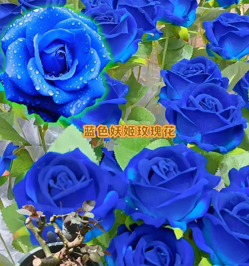 蓝色喷火玫瑰花代表什么含义？