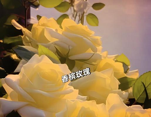 有点像香槟玫瑰的花语有何特别之处？适合什么场合赠送？