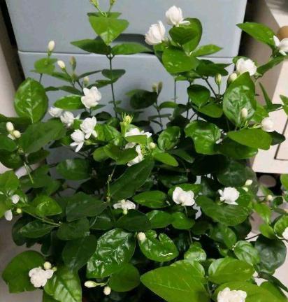 柠檬水能浇花吗？哪些花卉适合用柠檬水浇灌？