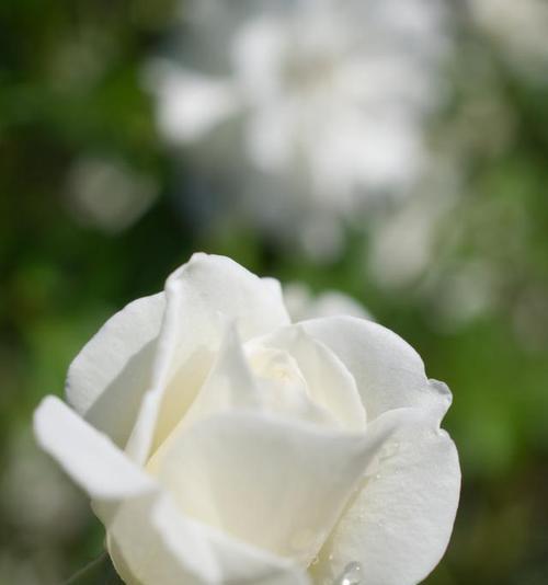 七朵白玫瑰花语茉莉是什么？这种组合代表了什么？