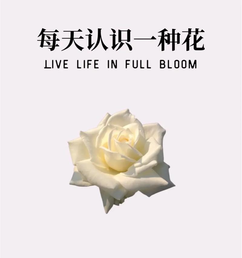 七朵白玫瑰花语茉莉是什么？这种组合代表了什么？