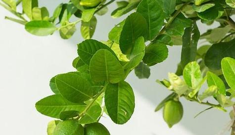 柠檬不开花是什么原因？如何解决？