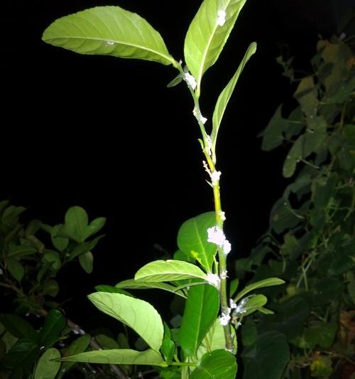 柠檬不开花是什么原因？如何解决？
