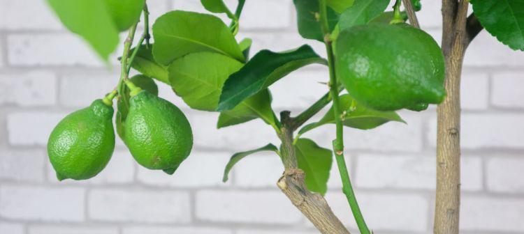柠檬喜欢阳光吗？种植柠檬时阳光的重要性是什么？