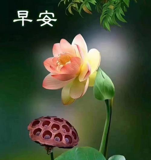 聪明大脑花语代表什么？聪明大脑的花语有何含义？