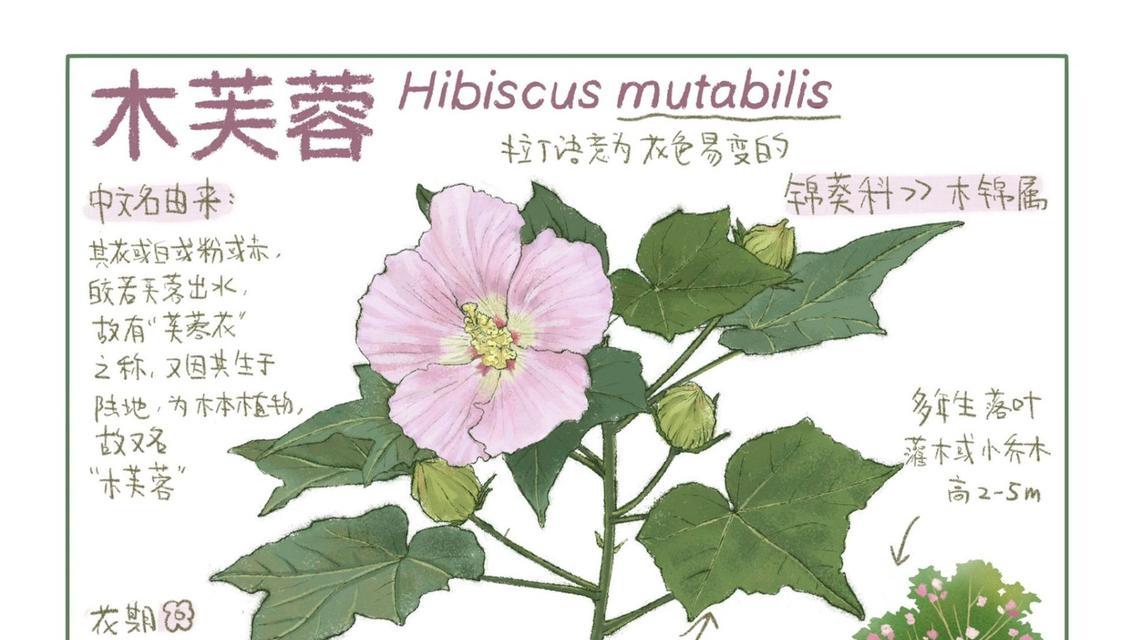 柠檬香蜂草和薄荷有什么区别？如何区分它们的特性？