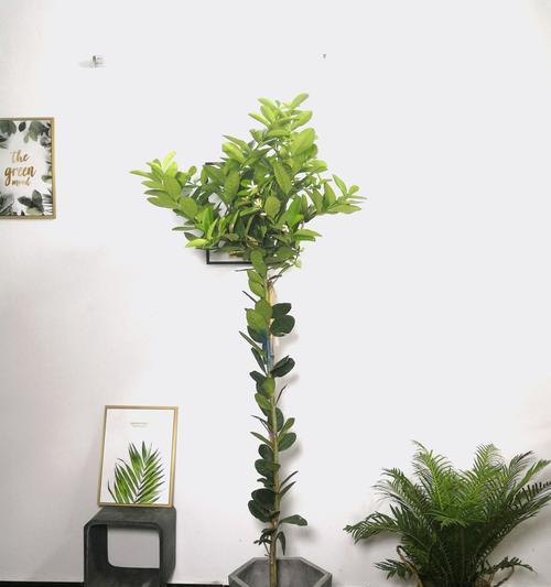 柠檬象征着什么意义？如何理解柠檬在文化中的多重含义？