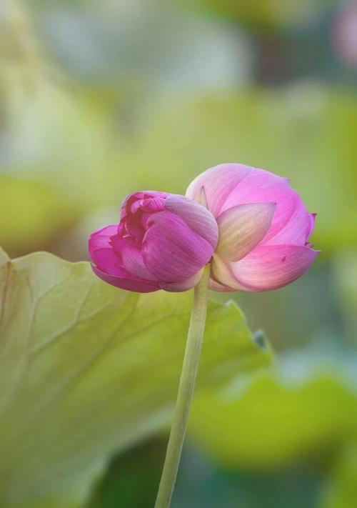 并蹄莲的花语有何寓意？