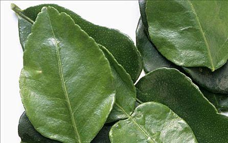 柠檬叶有哪些神奇功效？如何正确食用柠檬叶？