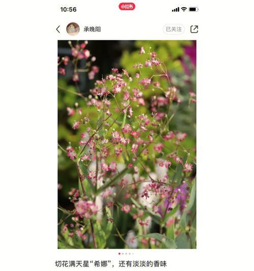 让人怀念的花语是什么花？哪种花让人想起美好的回忆？