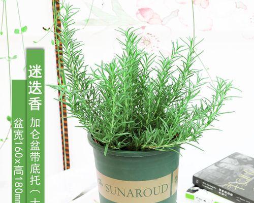 柠檬叶子卷曲了怎么办？找出原因并解决的步骤是什么？