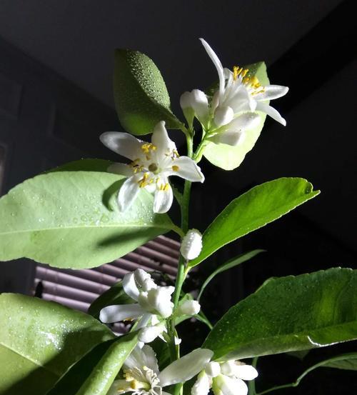柠檬一年开几次花？如何促进柠檬树多开花结果？