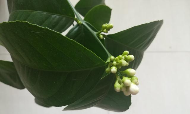 柠檬一年开几次花？如何促进柠檬树多开花结果？