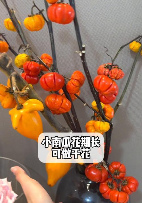 小南瓜花束的花语是什么？适合什么场合赠送？
