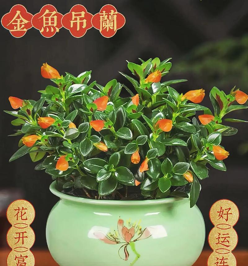 漫步竹林时遇到的花语是什么？它们有何寓意？