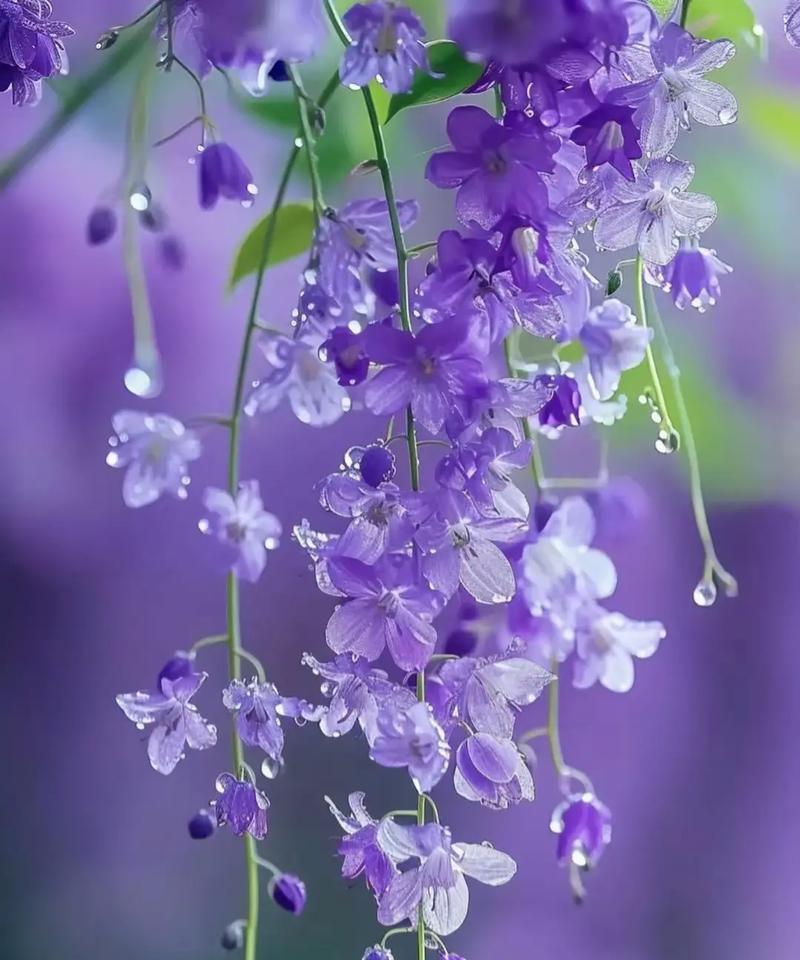 漫步竹林时遇到的花语是什么？它们有何寓意？