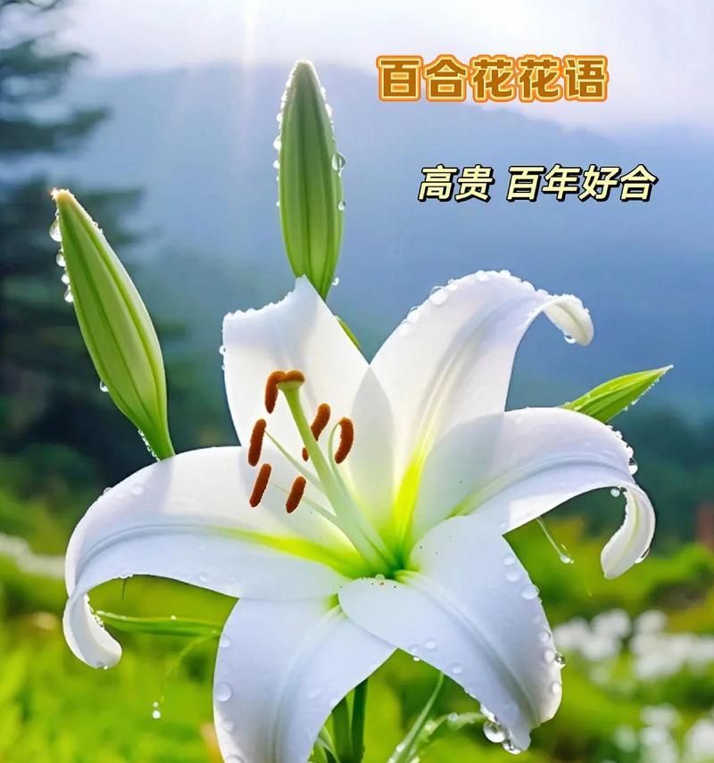哪种花的花语象征和解与和好？