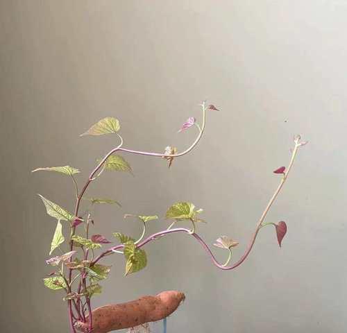 红苕花语与哪种动物相关？倔强的花语有何深意？