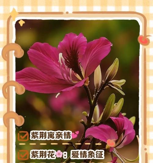 哪种花代表祝福的花语？祝福的花语有哪些？