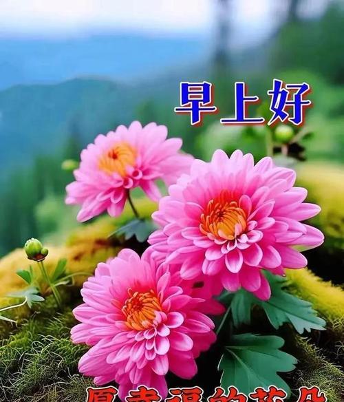 哪种花代表祝福的花语？祝福的花语有哪些？