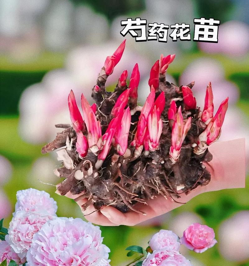 重磅芍药的花语有何深意？