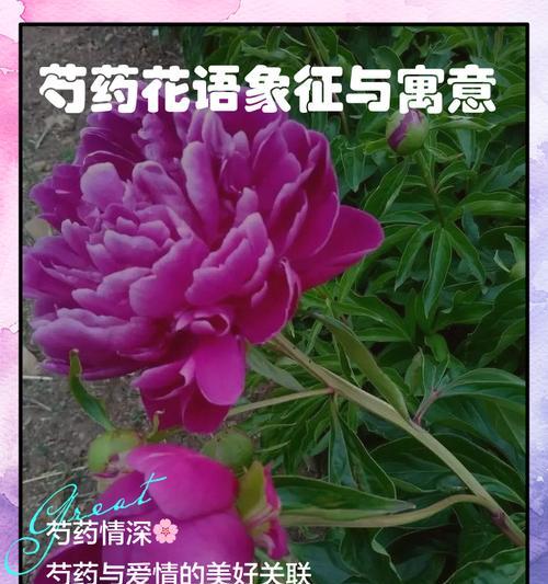 重磅芍药的花语有何深意？
