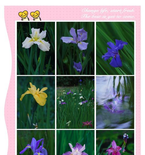 白色鸢尾花的花语有何寓意？白色鸢尾花代表什么？