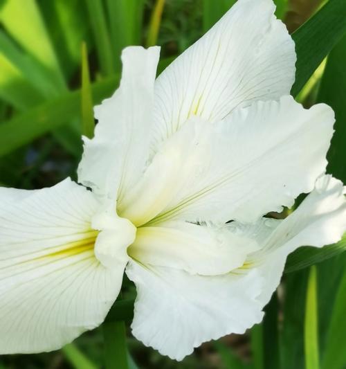 白色鸢尾花的花语有何寓意？白色鸢尾花代表什么？