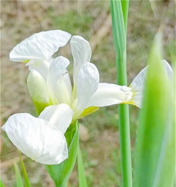 白色鸢尾花的花语有何寓意？白色鸢尾花代表什么？